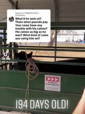 Replying to @TIMBOSLICE #weaned #big #monster #size #growth #gelbvieh #angus #balancer #bully #cattle #hope #react #pet #spoiled #calf #brockfarms #4056 #flush #embryo 