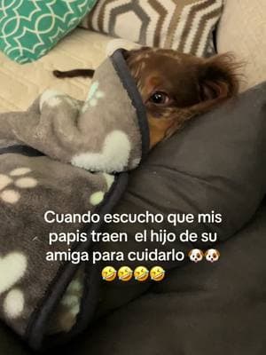 🤣🤣🤣🐶 #yavetedemicasavato #dogsoftiktok #dog #fyp #chunkythedoxie #olguitatiktoker #perrostiktokers #perros #perrossalchichas #daschund 