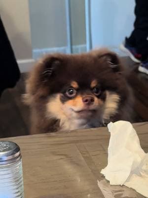 #babydog #dogmeme #puppiesoftiktok #puppytiktok #pomeraniansoftiktok 