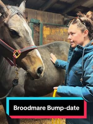 Broodmare Bump-date!🐴💕 (Feb 10) #broodmare #foalingseason #foalwatch 