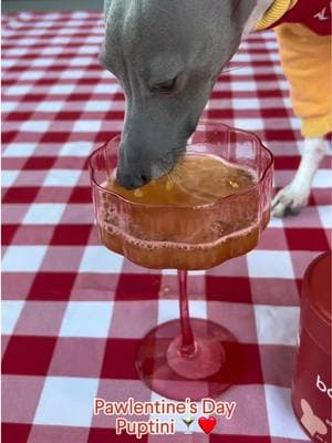 Show your pup some love this Valentine's Day with the ultimate Pawlentine's Puptini!  Made with our Bone Broth Plus for extra zoomies and heartwarming energy, simply mix 1 scoop with 1 cup of water and serve in your cutest festive 'tini glass. Ready to celebrate love, cuddles, and wagging tails? Treat your pup and tag us in your adorable Pawlentine's Day creations! #pawlentinesday #ValentinesDay #galentinesday #martini #bonebroth #dogtreats #valentine 