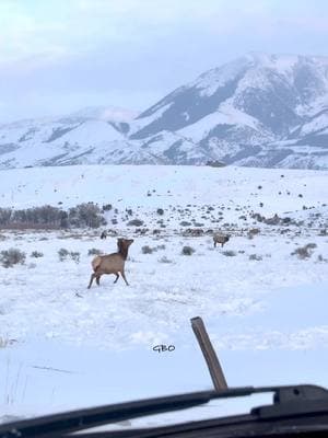 Elk are out in force in the Paradise Valley filling their bellies. Temps are about to drop to -25 F!  www.GoodBullGuided.com  #Photography #wildlife #nature #montana #paradisevalley #yellowstone #visitmontana 