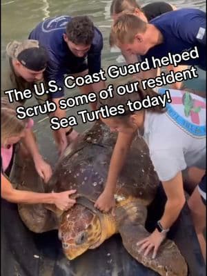 The U.S. Coast Guard helped us scrub some of our resident sea turtles today! ⚓️🐢🧽 A few U.S.C.G. members stationed here in Marathon, Florida, helped us lift and scrub some of our larger sea turtle residents, including Luna Diana, in the tidal pool. 🌊 Thank you so much for the support, and a special thanks to the U.S. Coast Guard for coming out and helping! ❤️ #scrub #spa #spaday #uscg #coastguard #rescuerehabrelease #seaturtlerescue #turtle #turtlehospital #marathonturtlehospital #theturtlehospital #sea #seaturtle #seaturtles #science #nature #ocean #beach #seaturtlehospital #seaturtlerehab #wildlife #animals #fyp #seaturtlelove #savetheturtles #STEM #floridakeys #education #patient #connectandprotect #compassioniscontagious #animaltiktok #turtletok 