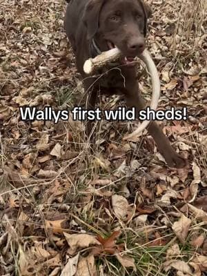 Atta boy Wally!! #sheddog #shedhunt #shedhunting #chocolatelab #shedrally #retriever #hunt #whitetaildeer #buck #fyp #foryoupage #foryou