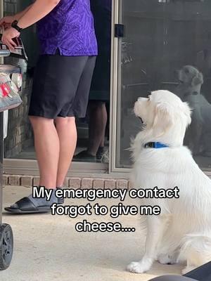 This was truly traumatic #fyp #goldenretriever #bakertheenglishcream #dogsoftiktok #goldenretrieverlife #englishcream #englishcreamgoldenretriever #dog #puppy #emergency #emergencycontact 