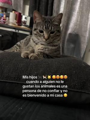 #gatos #gatitostiktok #gatitosdetiktok #gatos #gatostiktok #gatosdetiktok #gatostiktokers #gatosfelices 