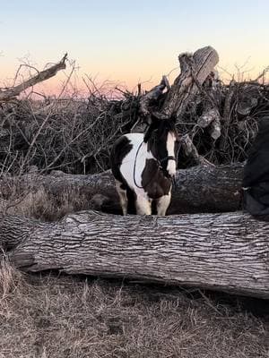 #logjumpin #jump #horse #fyp #littlesis #sister #warmblood #silly #fun #brushpile #burnpile 