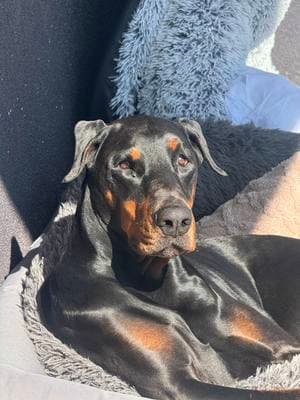 I like a clean home #doberman #dogsoftiktok #dobermans_of_tiktok #dogsarefamily #dogcomedy #comedy #cleandog 