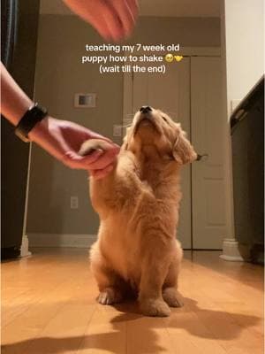 His little chomps 🥹🥹🥹  #puppydogs #petdogs #puppies #puppiesoftiktok #puppiesonly #puppiesofinstagram #puppytiktok #puppycheck #puppylife #puppytok #puppytraining #puppydogeyes #cutedog #goldenretriever #goldenretrieverlife #goldenretrieverpuppy #goldenretrievers #goldenretrieversoftiktok #goldenretrieverpuppies #goldenretrieverboyfriend #goldenretriever #DogTraining #puppytips #dogmom #dogmomlife #dogmoms #dogmomsoftiktok #fyp #fypシ゚viral #fyppppppppppppppppppppppp #fypage #fypsounds #foryou #foryoupage  #charlotte #northcarolina #animalsoftiktok #dogsoftiktok #dogsoftiktokviral #dogrescue #adoptme #adoptdontshop #adopt #adopt #cleartheshelters #animalcontrol #save #oneminutevlog #grwmroutine #grwm #asmr #asmrvideo #mukbang #oneminutesound #creatorsearchinsights 