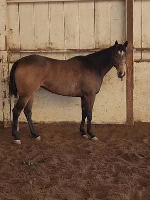 The Architect... 🥲❤️ #mybeautifulgirl #foryoupage #buckskin #bossmare #maresoftiktok #pnwonderland #fypシ #trends #mygofastgirl #oregonbarrelracer #fallowme  #canispeaktothearchitect 