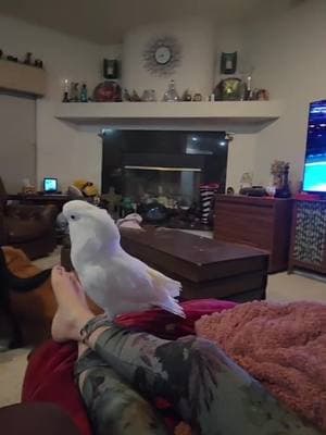 Bandit discovers @Kendrick Lamar and the comments pass the vibe check... go check it out  #BanditTheCockatoo #commentssection #passedthevibecheck  #thanksforthelove  #kendricklamar #tvoff #kendrick #parrotsoftiktok #talkingparrot #cockatoo #umbrellacockatoosoftiktok #umbrellacockatoo #talkingbird #parrot #attitude #personality #bird #birb ##birdsoftiktok #birbtiktok #birbturd #birbtok #birdsofinsta #cockatoosofinstagram #parrotsofinstagram #tiktokfamous ##dancing #dancingbird #dancingparrot 