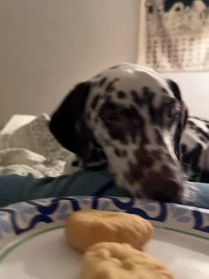 He’s not having it today. And my hand looks way more mean than it actually was. All the clips are sped up by like 3 😂 #dogs #funnydogs #dalmatiantiktok #dogtok #dogvideos 