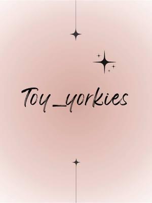 #yorkshireterrier #yorkie #yorkiesoftiktok #valentines #valentinesgift #valentinegiftideas #fyp #fypシ #yorkies #toyyorkies #yorkiebreeder #california #yorkiebaby #teacuppuppies #toyyorkiebreeder🐾 #smallbreed #toy_yorkies #cuteness 