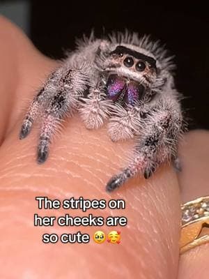 Hopefully Jinx starts to trust me soon! I think we’re off to a good start 🥹 #jumpingspider #myspooders #jumpingspideroftiktok #phidippusregius #regaljumpingspider #PetsOfTikTok #babiesoftiktok #newfriend #jinx #trust 