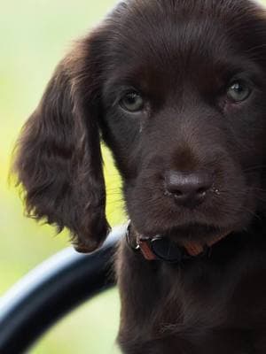 #mileytheboykin #boykin #boykinspaniel #pup #fyp #viral #puppy #dog #foryou #foryoupage 