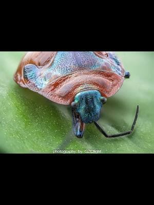 Guess which lens captured these stunning macro shots! 🧐📸 The incredible detail and vibrant colors speak for themselves. ✨ #astrhori #PhotographyLovers#25mm #insects #insectphotography #macrophotography #macro