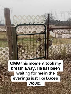 For those of you that remember my sweet boy #bucee #kangaroobucee look at how Boomer waits for me 😭 #kangarooboomer #kangaroogirl 