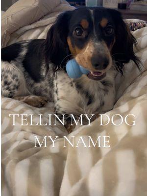 He said “AND….” 😭😅🤣 #minidachshund #dachshundsoftiktok #tellingmydogmyname #trending