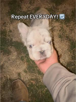 Potty training fluffy Frenchie puppy (Big Rope) #fluffyfrenchie #fluffyfrenchbulldog #dog #frenchbulldog #bigropefrenchie #fyp #puppy #dog 