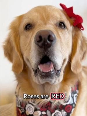 A Valentine’s Day love poem from Pearl and Violet to their favorite person in the whole wide world #dogdad #dogtok #PetsOfTikTok #bestdogdad #pickupafteryourdog 