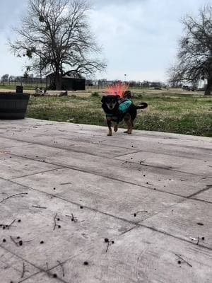 This old girl is living her second life with her coyote coat, she chases EVERYTHING without fear! She chases the neighbors guinea’s every chance she gets! #coyotevest #olddognewtricks 