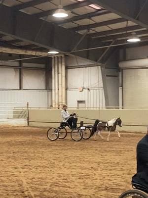 Poppy is so fun to ride! Love her.  #AMHR #aspc #shetland #drivinghorse #miniaturehorse #minihorse #tulsaok 