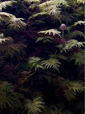 Do you take the time to notice the small details when you hike? #foresthike #pnwonderland #mossyforest #peaceful #fyp #calmvibes 