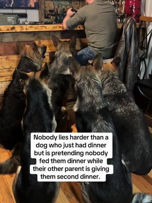 The other 2 are behind the bar.. 😂 #germanshepherd #gsd #dogs #dogmom #dogslife #dogsoftiktok #feedingtime #dog #k9 