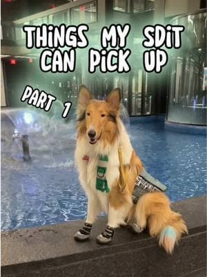 *REPOST* Dega is still the best at pick things up, although little Violence is giving him a run for his money when it comes to picking up coins🤣 * * #retrieval #cute #roughcollie #servicedogs #servicedog #servicedogcommunity #serviceanimals #serviceanimal #dogs #dog #dogcommunity #education #medicalalertdog #disabled #disability #nj #newjersey #njservicedog #fyp #fy #foryoupage #viral #goviral #explorepage #explore #DogTraining #dogtrainer