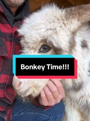 Does anybody wanna see a Bonkey?!?!?   #fluffyfeatherfarm #bonkey #babydonkey #donkey #minidonkey #babyfarmanimals  Website: https://fluffyfeatherfarm.com Merchandise: https://fluffyfeatherfarm.square.site