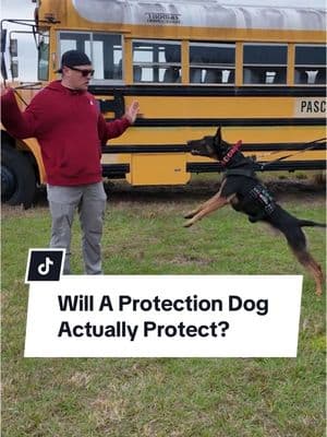 Not all protection dogs are created equal. Some bark loud but won’t do a damn thing when it counts. This one? He didn’t look like much… at first. 1️⃣ No barking. No growling. Looked soft. 2️⃣ Put him to the test… Would he actually bite? 3️⃣ SPOILER ALERT: Oh. My. GOD. That boy BITES. 😳 💡 Lesson: Don’t judge a dog by its cover. And if you’re out here petting random dogs in public—STOP. You never know what they’re trained to do. #dogtrainerreacts #dogtrainingfundamentals #protectiondog #protectiondogtraining #DogTraining #puppytraining #puppyfun #dogoftheday #puppytrainer #dogobediencetraining #balanceddogtraining #dogsaregreat #recall #puppytrain #k9trainer #dogobedience #dogbehavior #dogtrainingtips