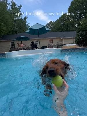 Here’s your sign… if u don’t have one, GET ONE🥹🥹 #furbaby #dogsoftiktok #goldenretriever #pawty #dogbirthday #bestfriend #soulmate #dogslove #CapCut 