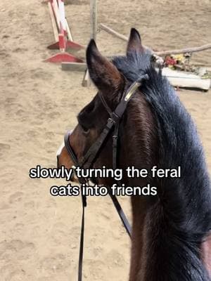 Whistle & Tator #horses #equestrianlife #equestrian #hunterjumper #horsesinthewinter #cat #barncat #barncats #feralcat #feralcats 