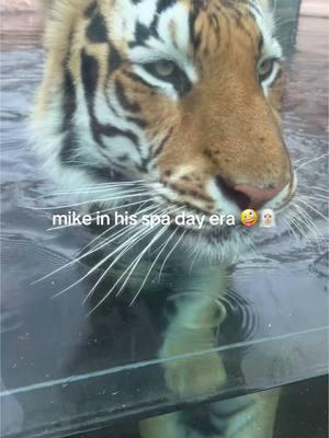 the one and only time i catch him swimming 😃 #fyp #foryoupage #trend #tiktok #viral #geauxtigers #mikethetiger #viralvideo #lsu 