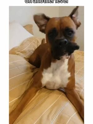 boxer dogs throwing tantrums are the best 🤣🤣🤣 #boxerdogs #boxerdog #doggo #dogsoftiktok #PetsOfTikTok #puppiesoftiktok #boxerdogsoftiktok #dogpuppy #boxerpuppy #funnydog #creatorsearchinsights 