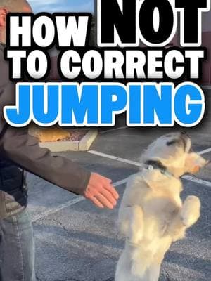 A simple and quick tutorial on what NOT to do and exactly what to do when it comes to the physical correction process for jumping.  This type of correction is best delivered with a martingale, starmark, or prong collar.  I hope this helps. ✌🏽 #dogtraining101 #dogtrainingtips #dogtrainingbasics #jumpingdog #balanceddogtraining 