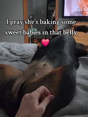 #breederlife #breeder #fy #rottweilersoftiktok #viralvideo #fypviral #PetsOfTikTok #rottweilermom #dogsoftiktok #fypシ #foryou #Love #prayingforpuppies 