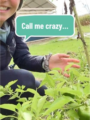 Who’s “crazy” with me? #homesteadliving #homesteadkitchen #modernhomestead #cooklikeahomesteader #selfsufficiency #gardening 