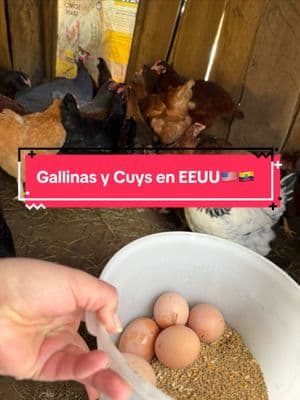 Jajaj mi trabajo sin pago jsjs comente que necesitan saber . #gallinas #gallinasponedoras #cuys #ecuador🇪🇨 #fyppppppppppppppppppppppp #cuy #campo #huevos 