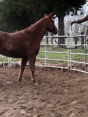 I just introduced teaching Waffles the come get me trick yesterday! Look at her today, what a smart girl! #aqha #hancock #registeredhorse #mare #roundpen #comegetmetrick #tricktraining #traininghorses #horsetrainer #kbhorsejourney #foryoupage #fyp