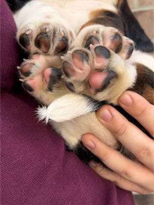 Check out these toe beans!!  🐾 #maplestreetbassets #puppytoes #toebeans #babydog #akc #viral #fyp #bassethound 