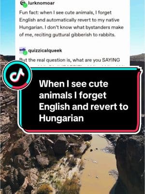 When I see cute animals I forget English and revert to Hungarian #cute #animals #tumblr #qna #funnyvideo #babytalk 