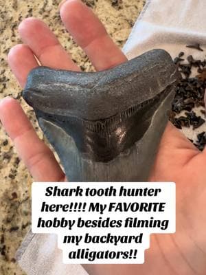 #venicefl #veniceflorida #floridalife #floridacheck #floridaliving #florida #floridavibes #sharktooth #sharktoothhunting #sharktoothhunter #sharkteeth #sharkteethfossil #sharkteethhunters #sharktoothcapitaloftheworld #sharkteethfossil #sharkteethhunters #sharkteeth #fossil #fossilsoftiktok #fossils #meg #megalodon #sharktoothsifter #sharktoothfossil #floridagirl 