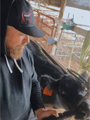 He still scared of it @Madsen Lange. @DakodaRobinson tried a different genre with no luck 🤣 #holyground #bigxthaplug #showbarn #showcattle #showsteer #fluffycow 