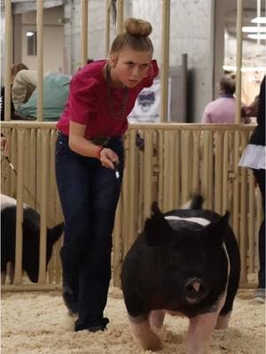 Karis having fun at a pig show vs showing at a pig show! #pigs #karis #stockshowkids  @Jonathan Young Music 