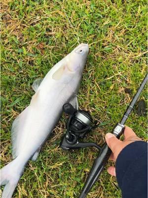 Catching my dinner #fyp #catchcleanandcook #beardedfisherman #fishing #fish 