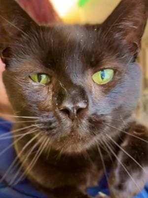 This cuddly 8 year old boy wants a family that will love him unconditionally. We are in Cornwall, Connecticut. For more info or to fill out an adoption application go to littleguild.org #adopt #animalshelter #sheltercat #connecticut 