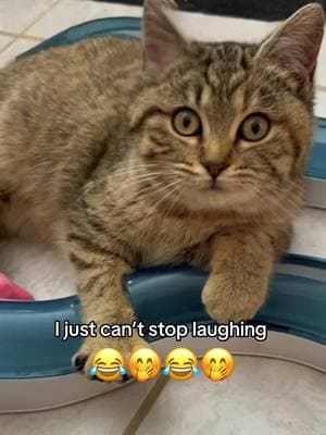 #CapCut TY for this one!! Hilarious pet effect 😽😂 #funnycatvideo #cateffect #pettrend #catlovers 