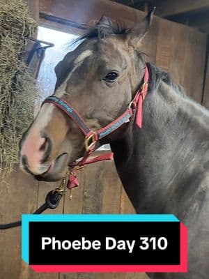 Phoebe is 310 days pregnant!🐴💕 #foalwatch #foalingseason 