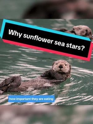 Why sunflower sea stars? #seastar #sunflower #sheddaquarium 